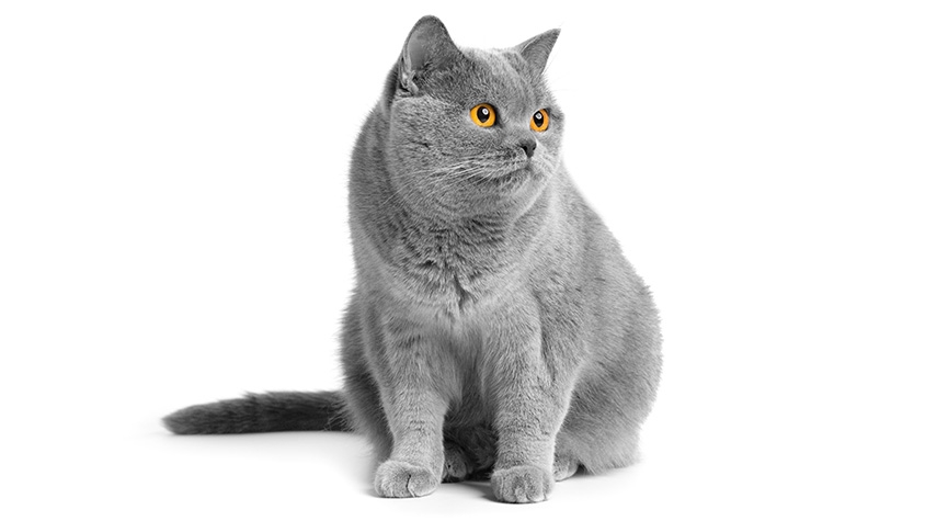 貓品種大全-10大熱門貓種類特徵-飼養重點與壽命比較-英國短毛貓